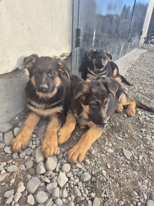 Продам цуценят породи Німецька вівчарка