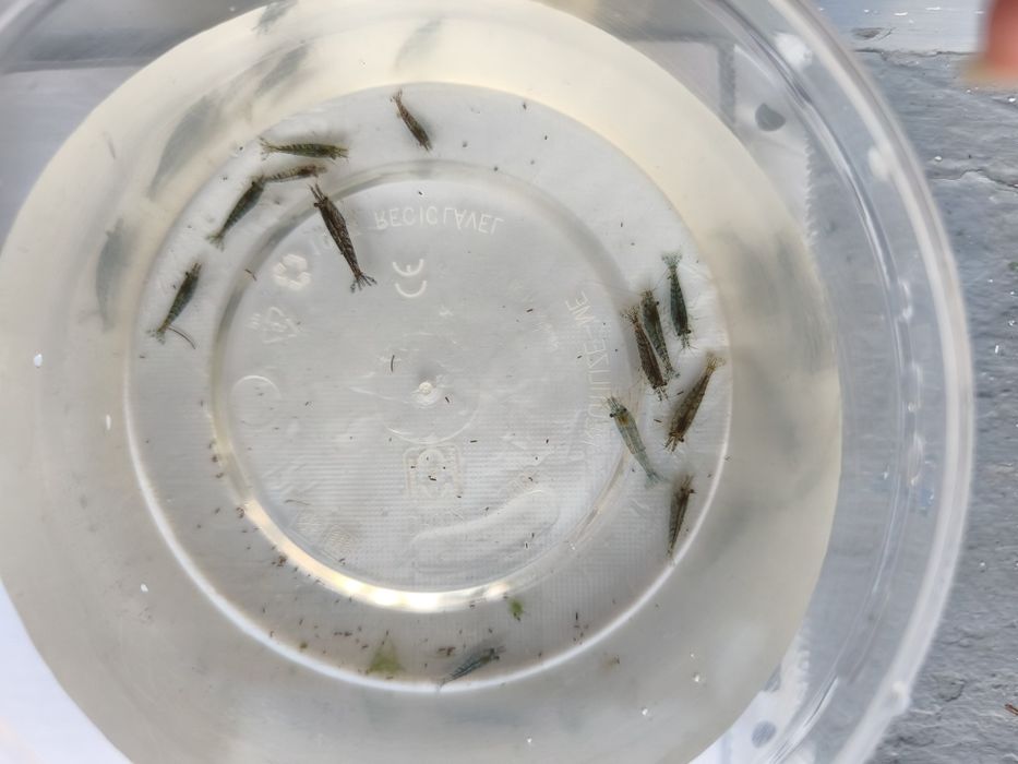 Camarão neocaridina