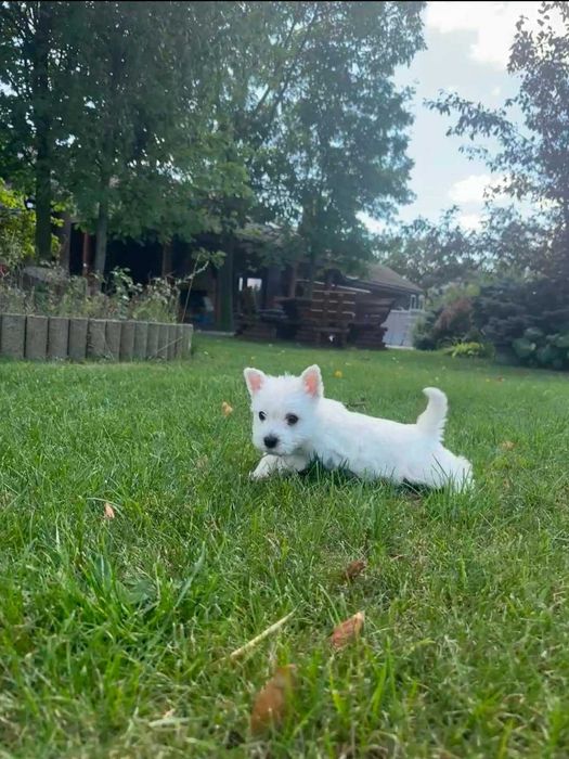 West highland white terrier przepiękny miot