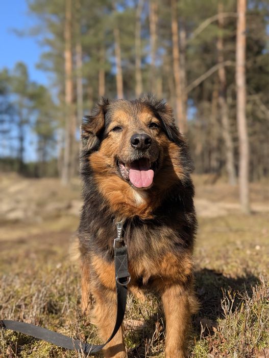 Puchaty Gibson szuka domu