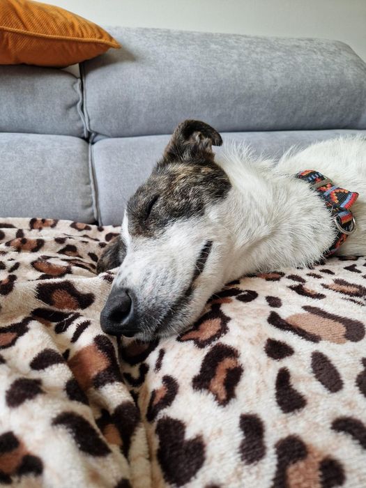 O melhor cão do mundo para adoção responsável