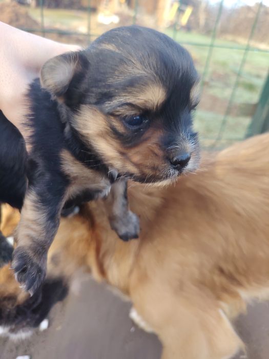 Oddam pieski kundelki