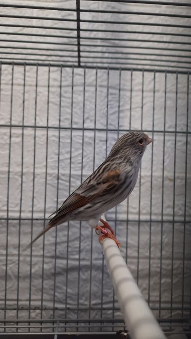 Fêmea agata vermelho mosaico