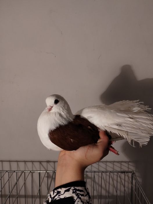 Sprzedam czyliki Rostowski