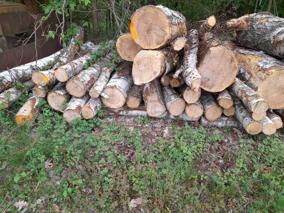 drewno opałowe sosna, brzoza i inne