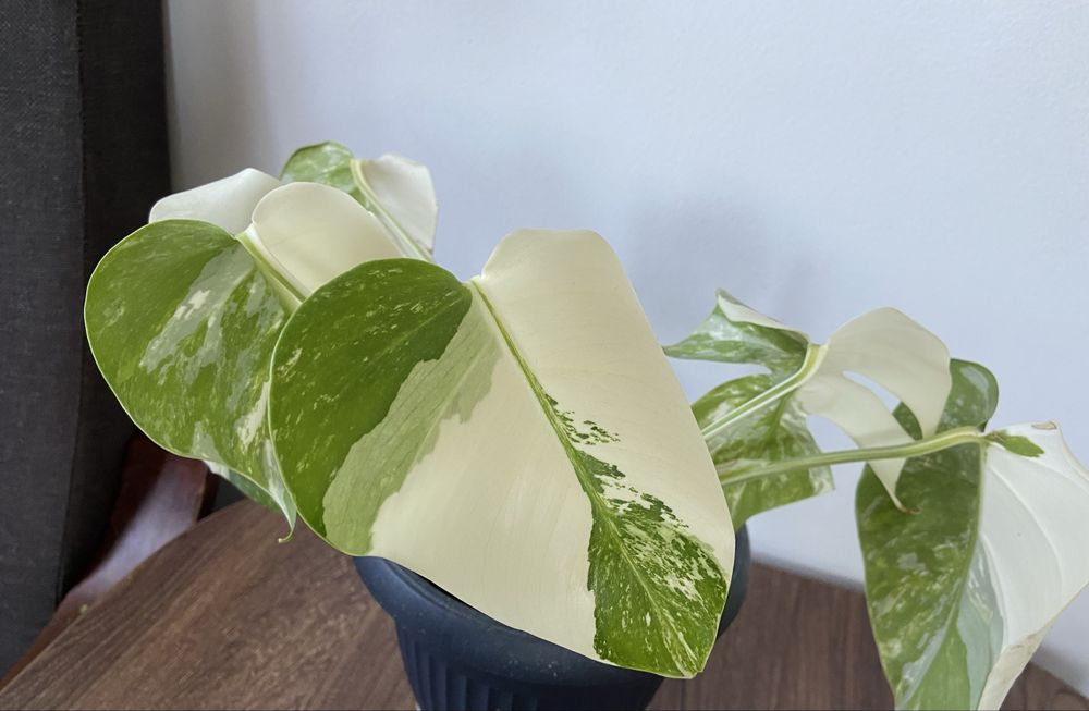 Monstera variegata