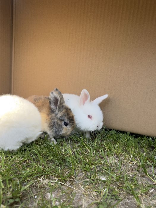 Kroliki miniaturowe mini lop