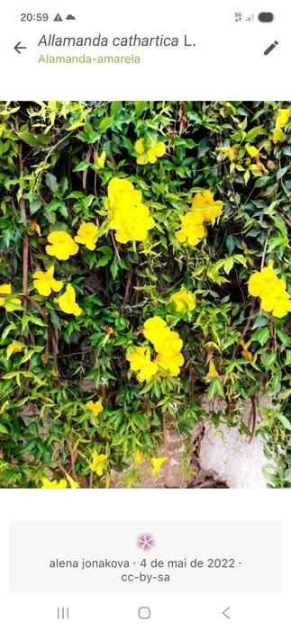 Sementes de alamanda amarela
