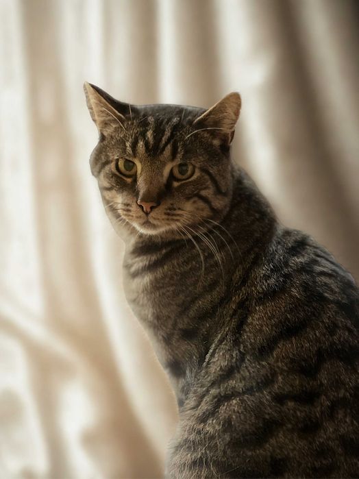 Kocurek Knicki szuka domu