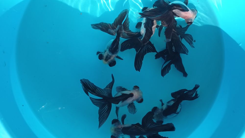 Orandas goldfish ranchus cabeça de leão e pandas véu e calicos véu