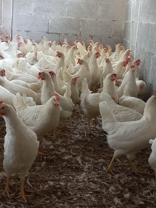 Leghorny najlepsze Nioski 24 tygodnie! Wysyłka!