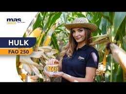 Nasiona KUKURYDZY HULK Danubio Baobi  Popis Ułan PROMOCJA!