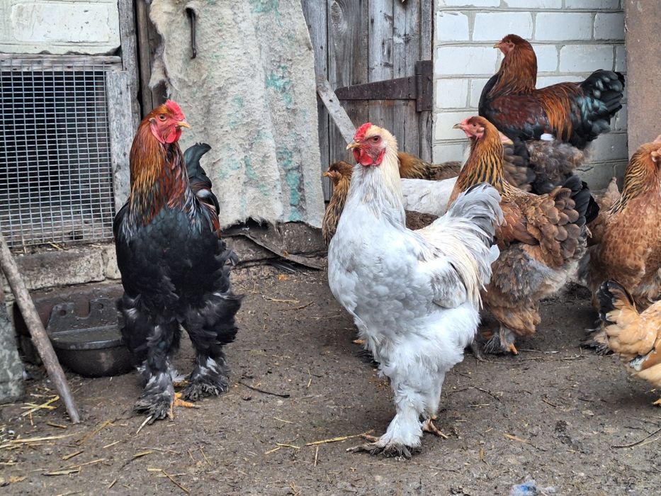 Кури брама Ізабела та Куріпчаста