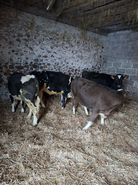 Byczki Jałówki odsadki żeruny cielaki