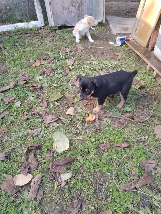 Щенки,два гладкошерстных