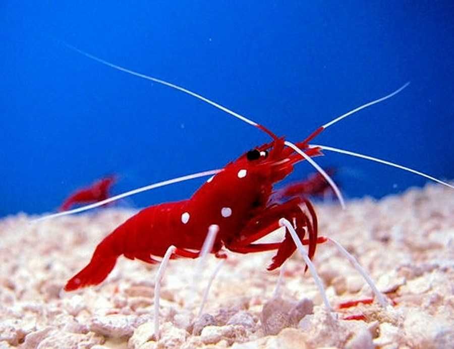 Lysmata debelius (L) – krewetka ognista | akwarium morskie