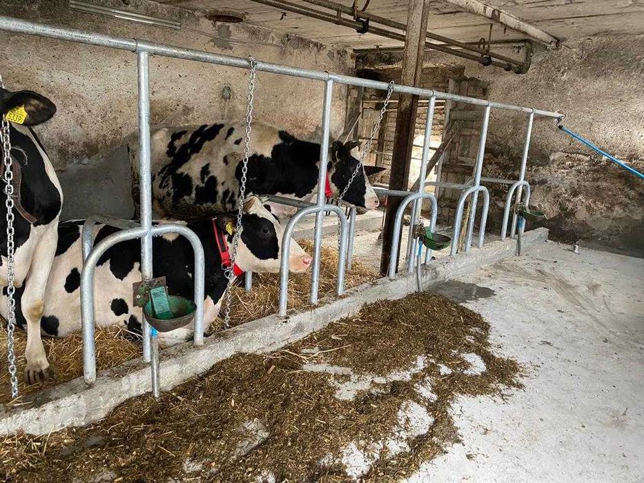 Wygrodzenia Stanowiska Przegrody dla Bydła - PRODUCENT