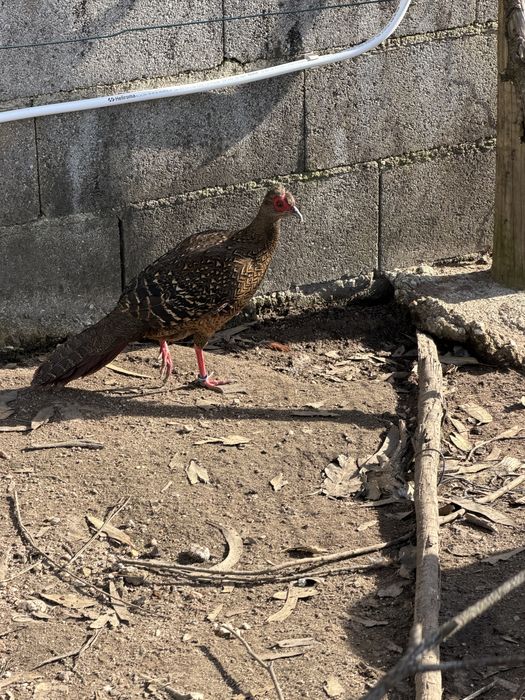 Femeas de faisao swinhoe