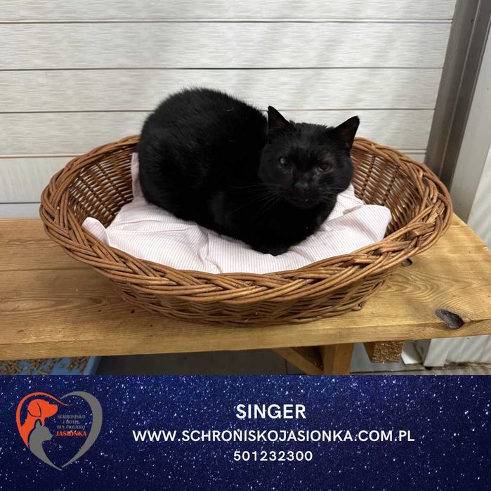 SINGER do adpocji Schronisko Jasionka