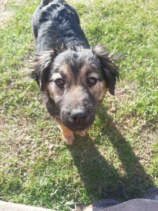 Oddam suczkę za darmo