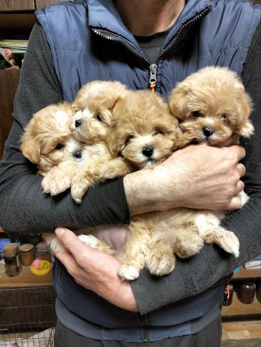 Мальтипу девочки 2 месяца