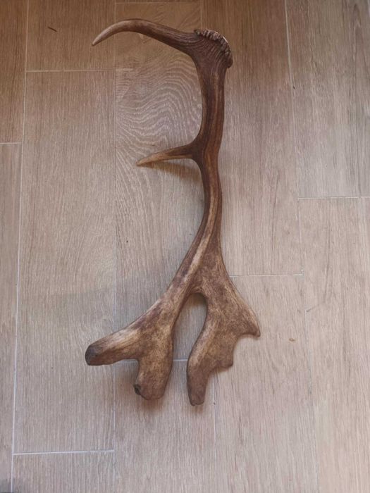 Zrzut daniela jelenia poroże rogi