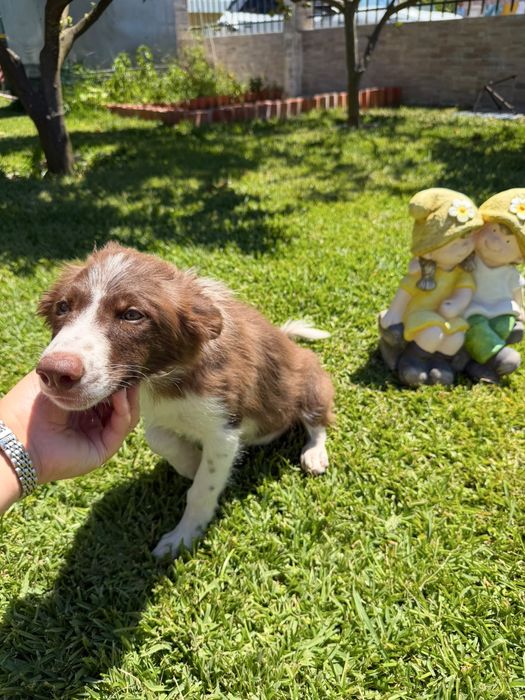 Menino border collie chocolatinho