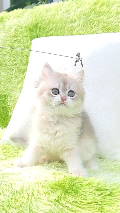 Британська дівчинка Голубе золото