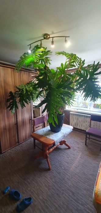 Kwiat Monstera Philodendron