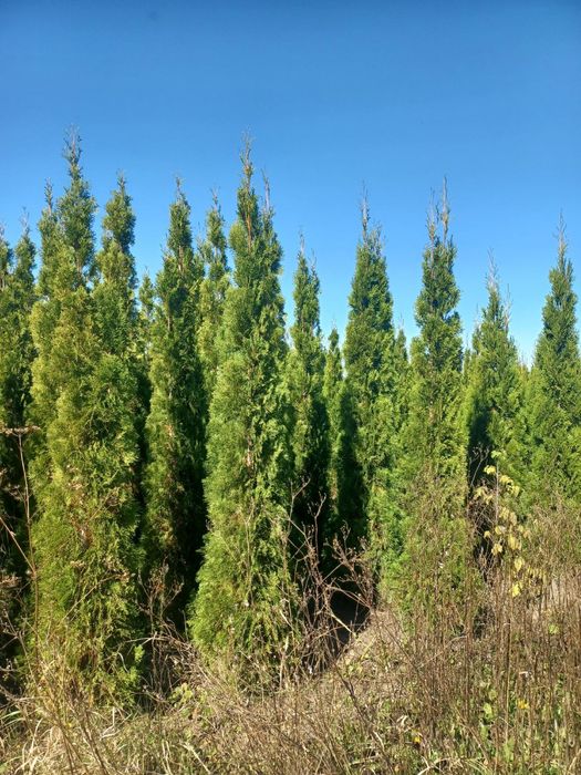 Туї смарагд до 1000 шт