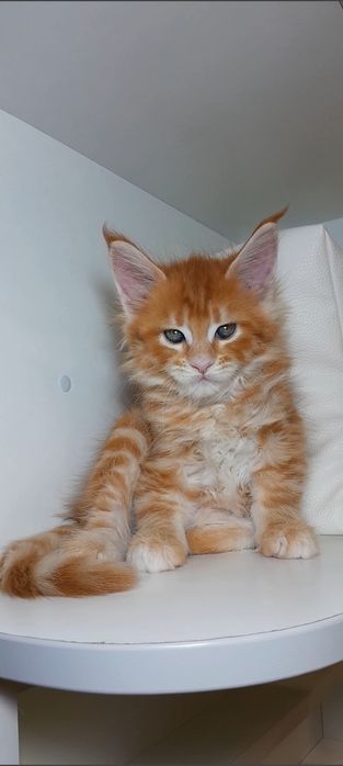 Крупный , ласковый Мальчик 
Чистокровный Мейн Кун