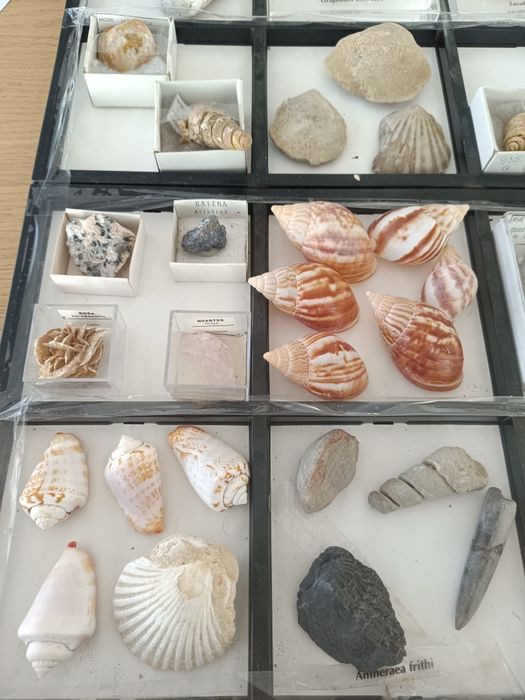 Fosseis, conchas, minerais e borboletas