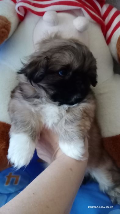 Девочка щенок пекинесик