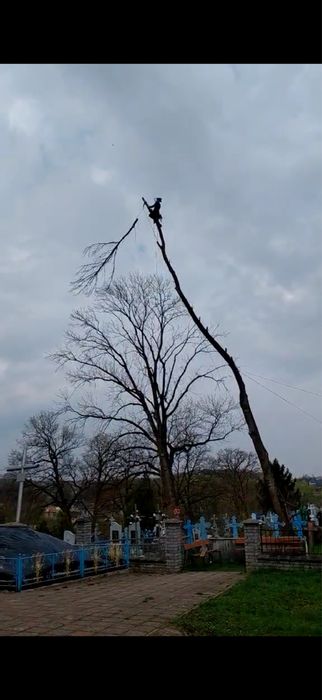 зрізання дерев методом арбористики зрізка обрізка чистка ділянок