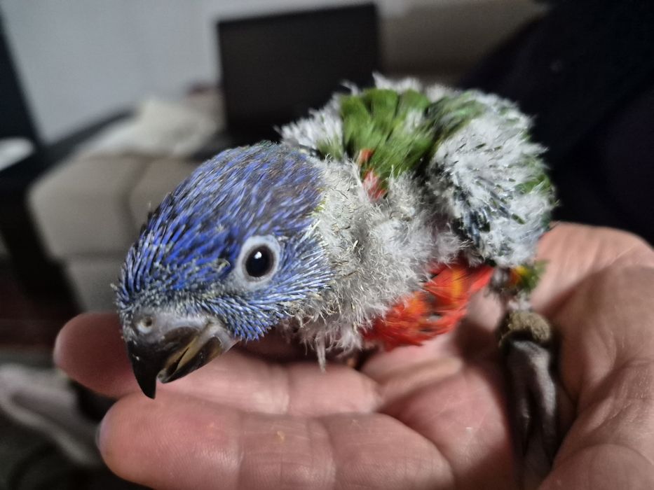 Loris Molucanos p/ criar à mão