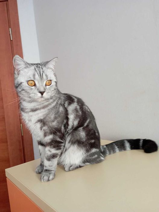 Шотоандець прямовухий стирилізований картка клуба родовіД WCF