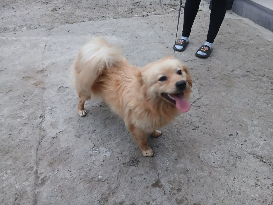 Pies, kundelek za darmo