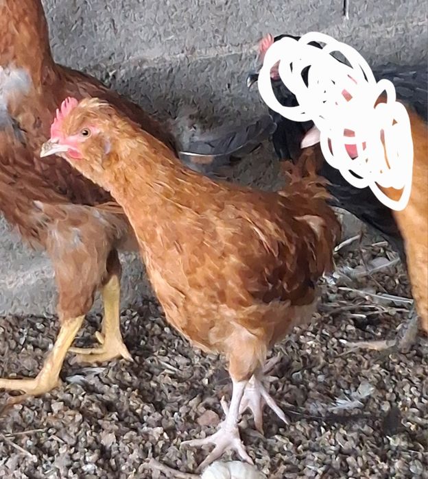 Vendo vários garnisés