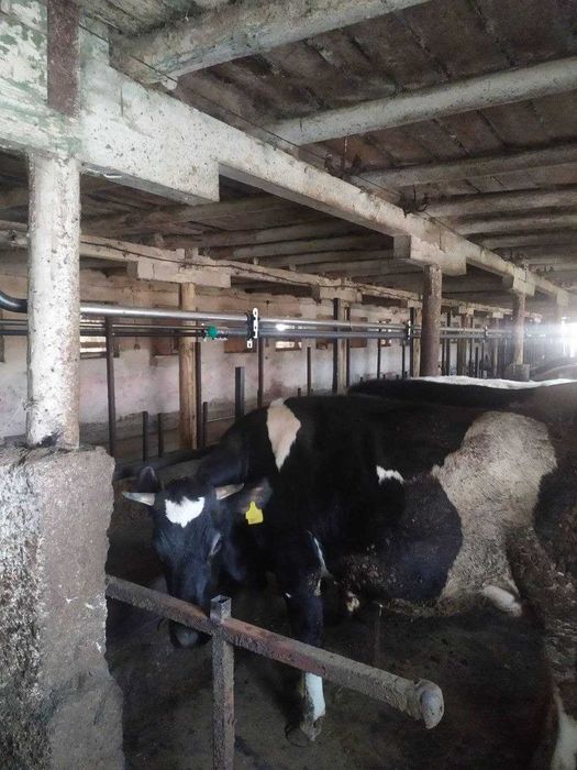 Продам нетелів породи голштин (ціна за кг)