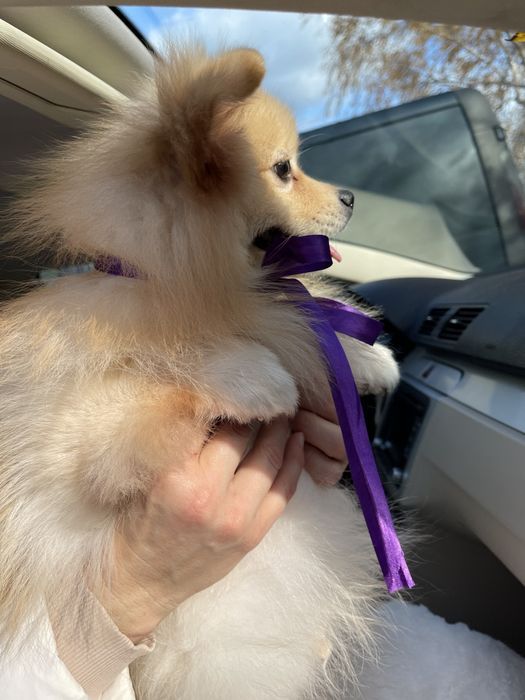 Померанські шпіци — Ці очі не забудеш ніколи