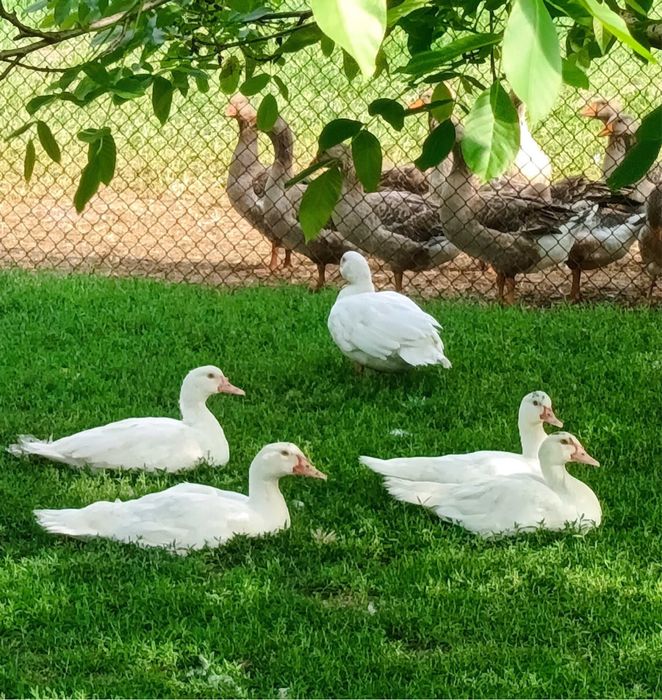 Тушки качок гусей