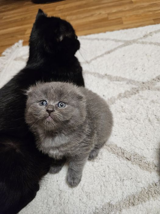 Пропонуємо чарівних кошенят породи Шотландська висловуха кішка .