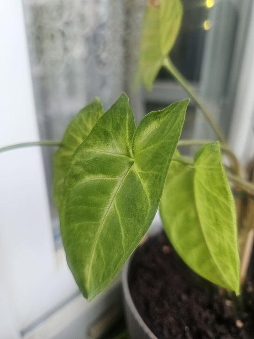Szczepki kwiatów monstera syngonium