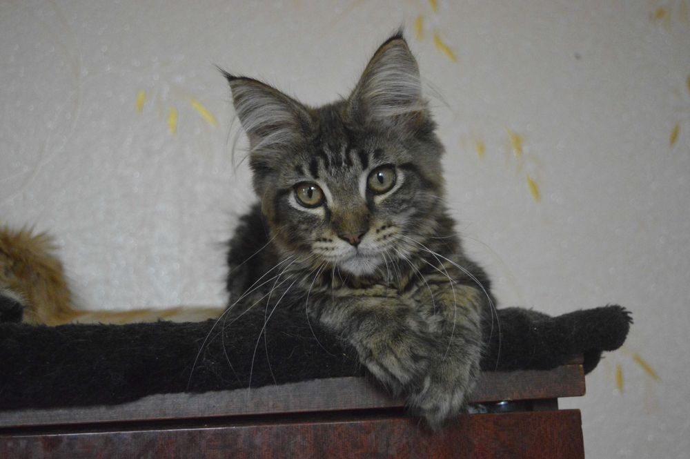 Акція. хлопчик мейн кун 3 місяці з відомого київського розплідника