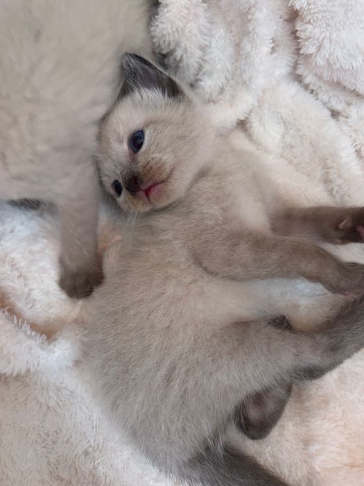 Тайські котики хлопчики та дівчатка
