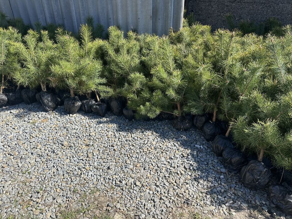 Саженцы сосен, саженцы Кримской сосни, разних размеров.