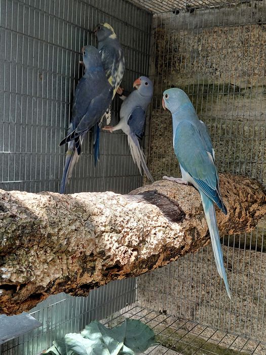 Ring necks CC (cleartail), violetas, turquesas, cobalto violetas, 2025