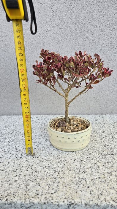 Pré bonsai Coprosma