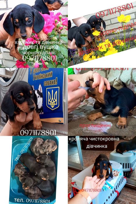 Хто шукає? телефонуйте мраморна дівчинка, кроляча такса