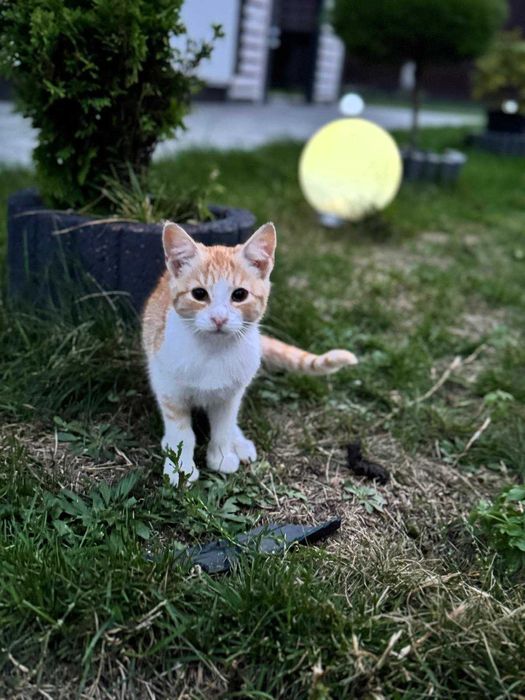 Dwa cudowne miziaste kociaki – wspólna adopcja mile widziana <3
